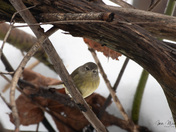 Orange Crowned Warbler