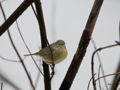 Orange Crowned Warbler