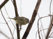 Orange Crowned Warbler
