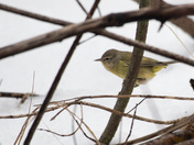 Orange Crowned Warbler