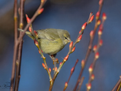 Orange Crowned Warbler
