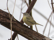 Orange Crowned Warbler
