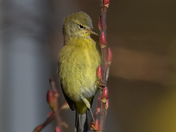 Orange Crowned Warbler