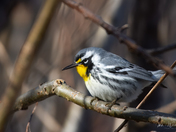 Yellow Throated Warbler
