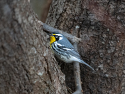 Yellow Throated Warbler