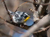 Yellow Throated Warbler