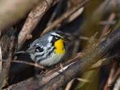 Yellow Throated Warbler