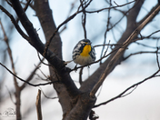 Yellow Throated Warbler