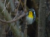 Yellow Throated Warbler