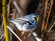 Yellow Throated Warbler