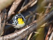 Yellow Throated Warbler