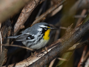 Yellow Throated Warbler