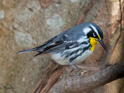 Yellow Throated Warbler