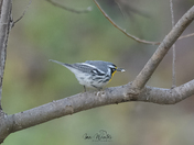 Yellow Throated Warbler