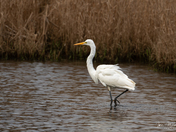 Great Egret