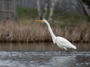 Great Egret