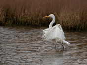 Great Egret