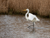 Great Egret
