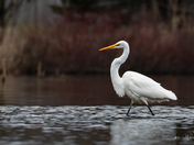 Great Egret