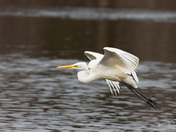 Great Egret