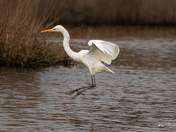 Great Egret