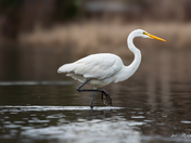 Great Egret