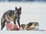 Feasting