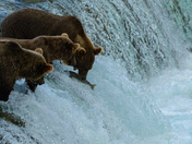 Katmai National Park