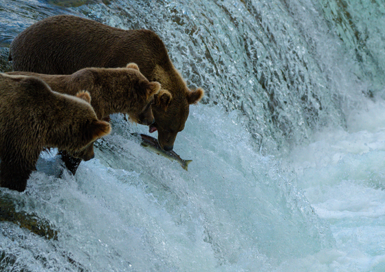 Katmai National Park
