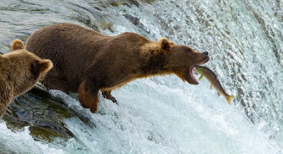 Katmai National Park