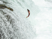 Katmai National Park