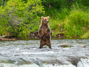 Katmai National Park