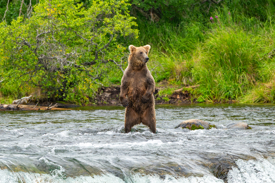Katmai National Park