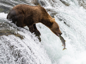 Katmai National Park