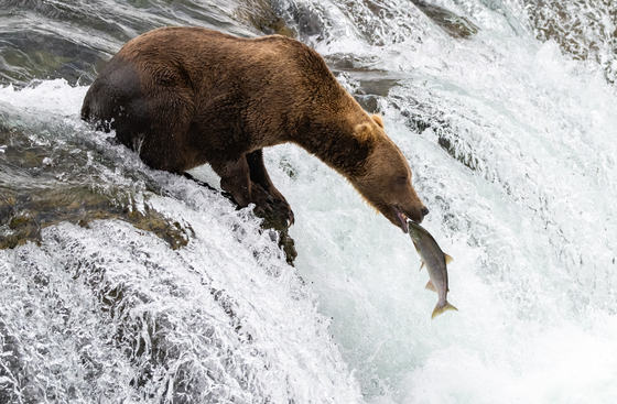 Katmai National Park