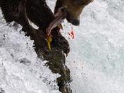 Katmai National Park