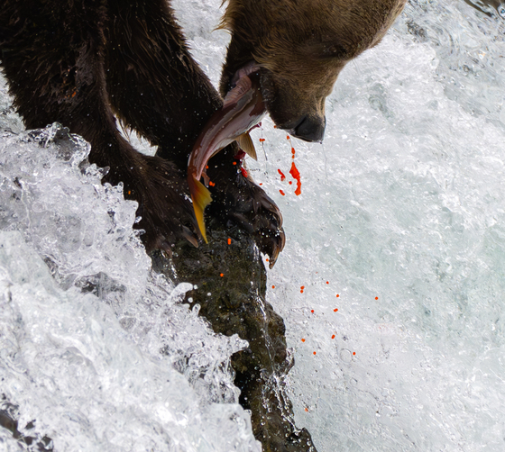 Katmai National Park