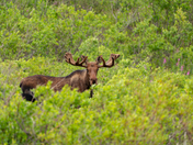 Katmai National Park