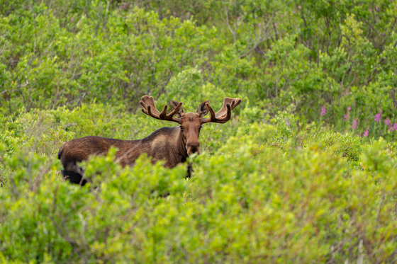Katmai National Park