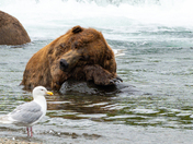 Katmai National Park