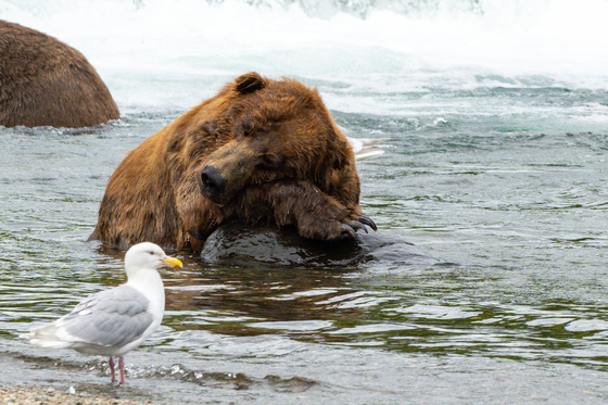 Katmai National Park