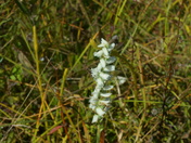 Carolina Sandhills National wildlife refuge