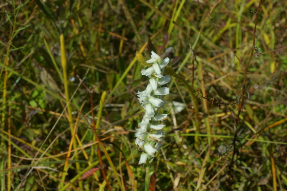 Carolina Sandhills National wildlife refuge