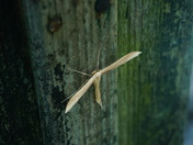 Pocosin Lakes National Wildlife Refuge