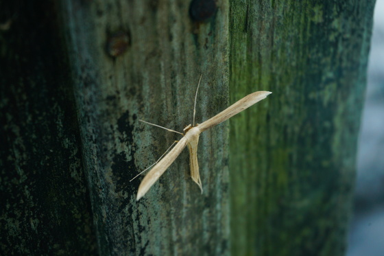 Pocosin Lakes National Wildlife Refuge
