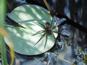 Alligator River National Wildlife Refuge