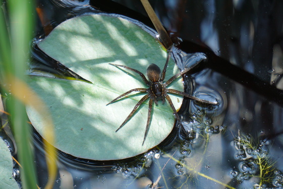 Alligator River National Wildlife Refuge