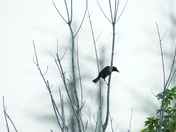 Alligator River National Wildlife Refuge