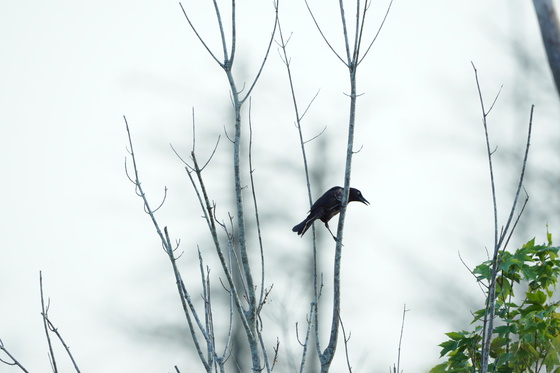 Alligator River National Wildlife Refuge