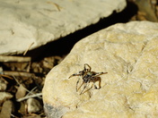 Uwharrie National forest